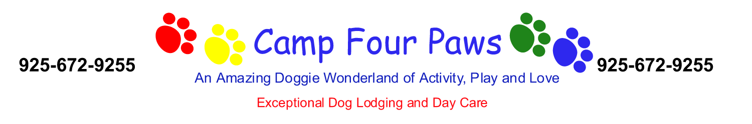 Camp Four Paws